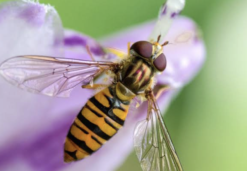 syrphid pollinating fly on flower